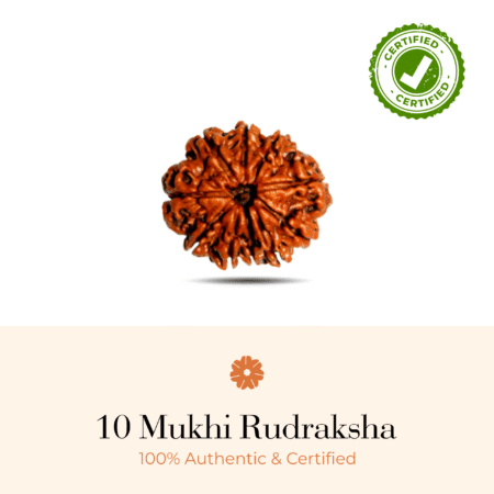 NATURAL 10 MUKHI RUDRAKSHA (NEPALI)