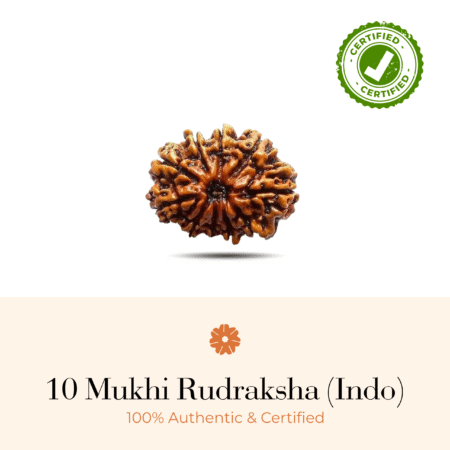 NATURAL 10 MUKHI RUDRAKSHA (INDO)