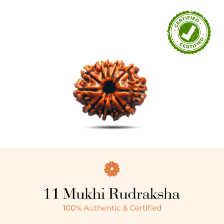 NATURAL 11 MUKHI RUDRAKSHA (NEPALI)