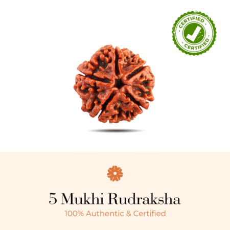 NATURAL 5 MUKHI RUDRAKSHA (NEPALI)