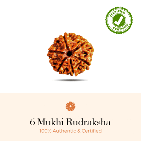 NATURAL 6 MUKHI RUDRAKSHA (NEPALI)