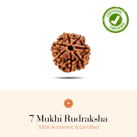 NATURAL 7 MUKHI RUDRAKSHA (NEPALI)