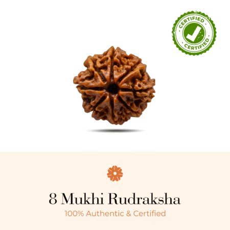 NATURAL 8 MUKHI RUDRAKSHA (NEPALI)