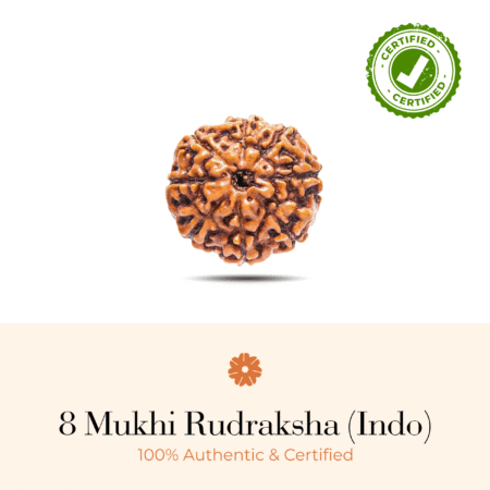 NATURAL 8 MUKHI RUDRAKSHA (INDO)