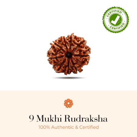 NATURAL 9 MUKHI RUDRAKSHA (NEPALI)