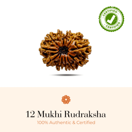 NATURAL 12 MUKHI RUDRAKSHA (NEPALI)