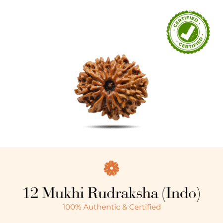 NATURAL 12 MUKHI RUDRAKSHA (INDO)