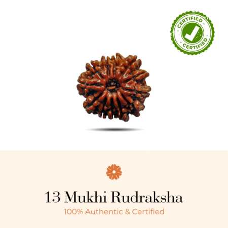 NATURAL 13 MUKHI RUDRAKSHA (INDO)
