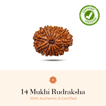 NATURAL 14 MUKHI RUDRAKSHA (INDO)