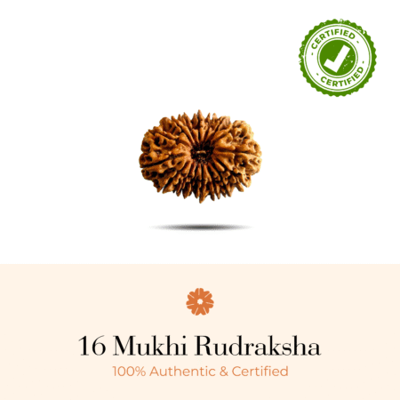 16 Mukhi Rudraksha