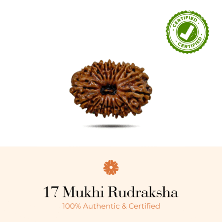 NATURAL 17 MUKHI RUDRAKSHA (NEPALI)