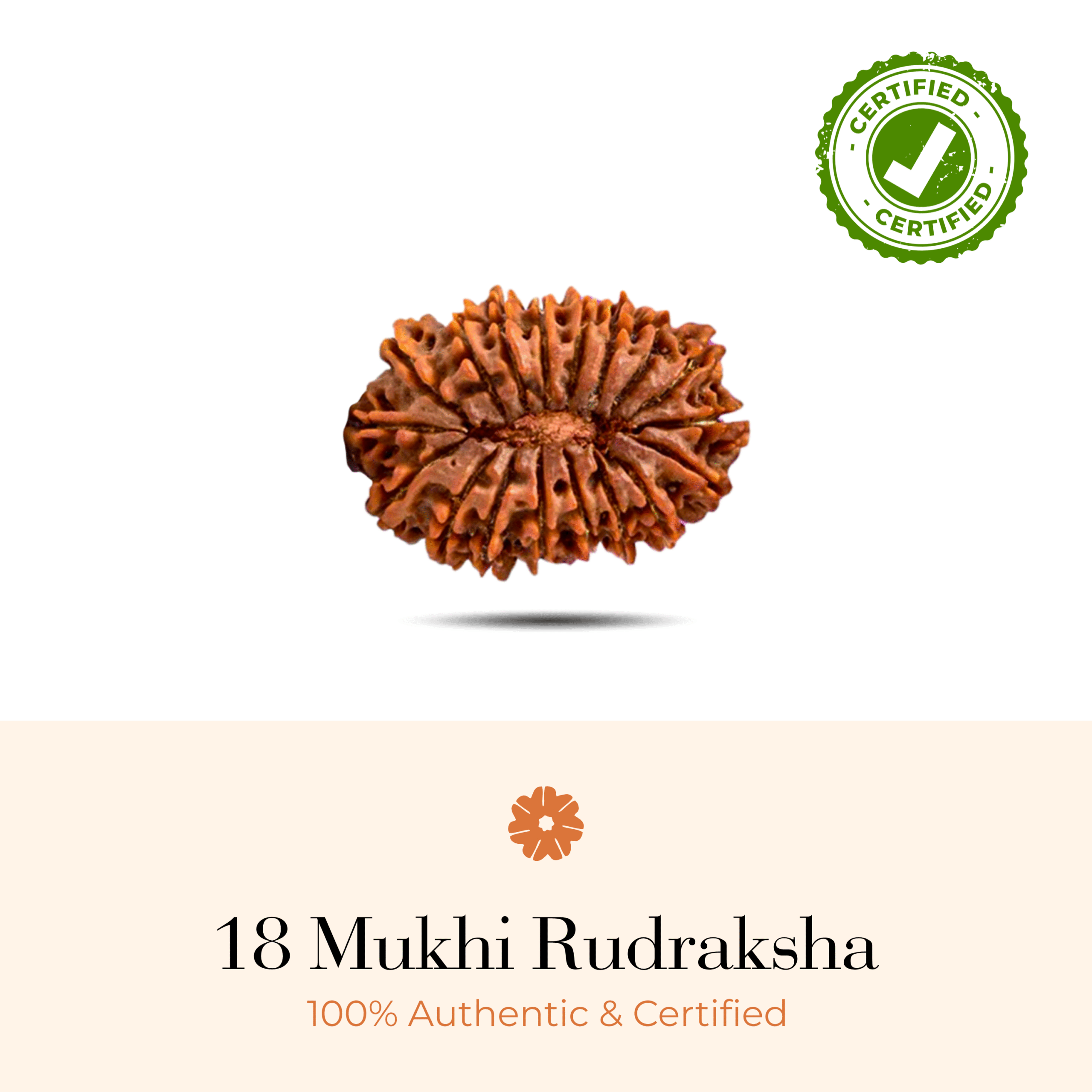 SPATIKAM_18 MUKHI_RUDRAKSHA_p1