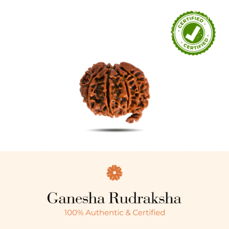 NATURAL GANESHA RUDRAKSHA