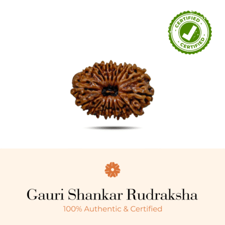 NATURAL GAURI SHANKAR RUDRAKSHA