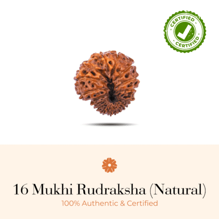 NATURAL 16 MUKHI RUDRAKSHA (NATURAL)